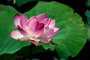 Неизвестные факты о сакральном цветке: астраханцы выстраиваются в очередь, чтобы увидеть его