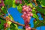 Помогите дозреть виноградной лозе