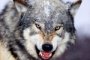 В Астраханской области жители Нижнего Баскунчака опасаются нападения волков