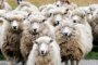 В Астраханской области задержан  автомобиль, в котором перевозились овцы без ветеринарного свидетельства