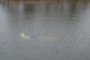В Астраханской области водолазы продолжают поиски тела водителя затонувшей «Нивы»