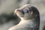 Каспийского тюленя собираются занести в Красную книгу