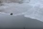 В Астрахани в городском канале сняли на видео дикого хищника