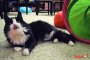 Астраханская кошка с пулей у сердца отправилась жить в краснодарский питомник