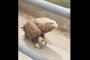Орлана, гулявшего по Астрахани, поймали и отправили в зоопарк